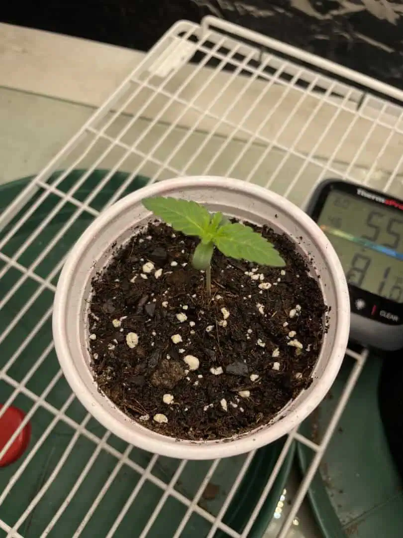 Blue Dream — seedling_rooting, day 5