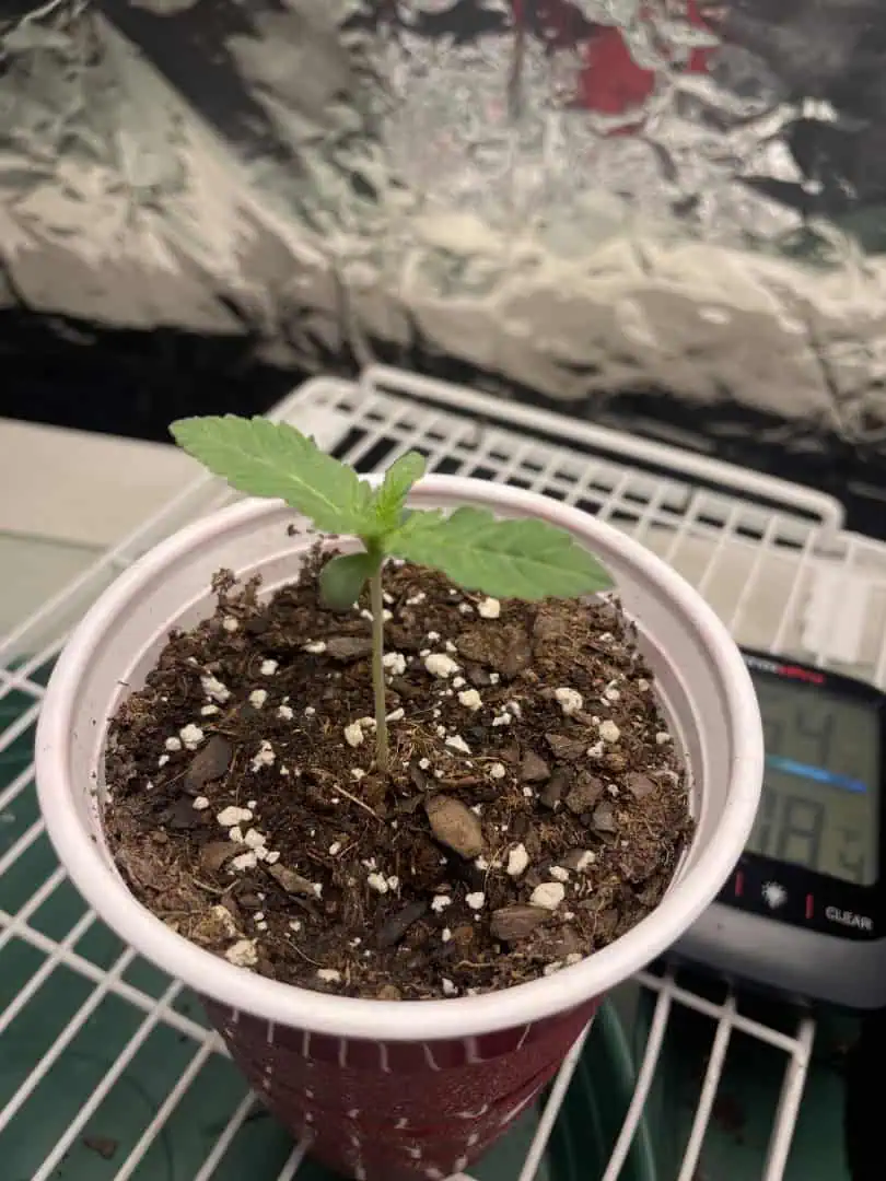 Blue Dream — vegetative, day 6