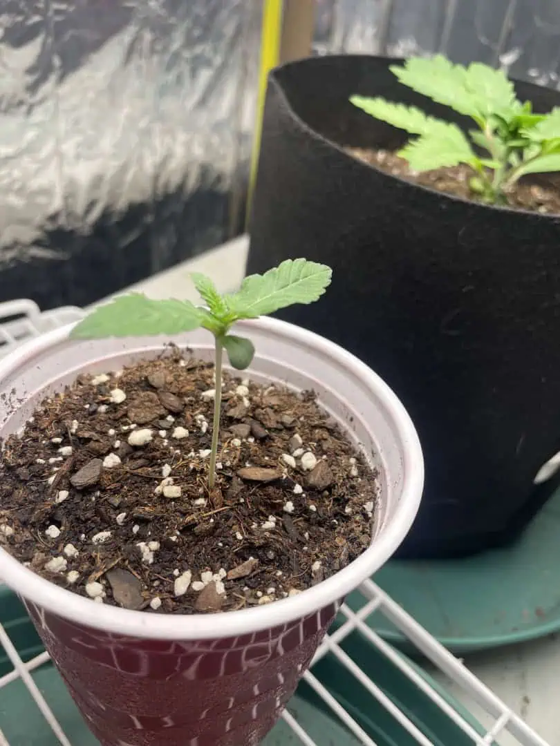 Blue Dream — vegetative, day 6