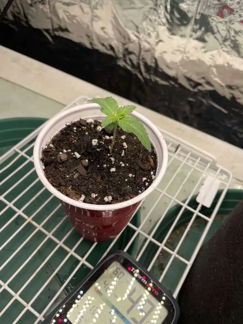 Blue Dream — vegetative, day 7