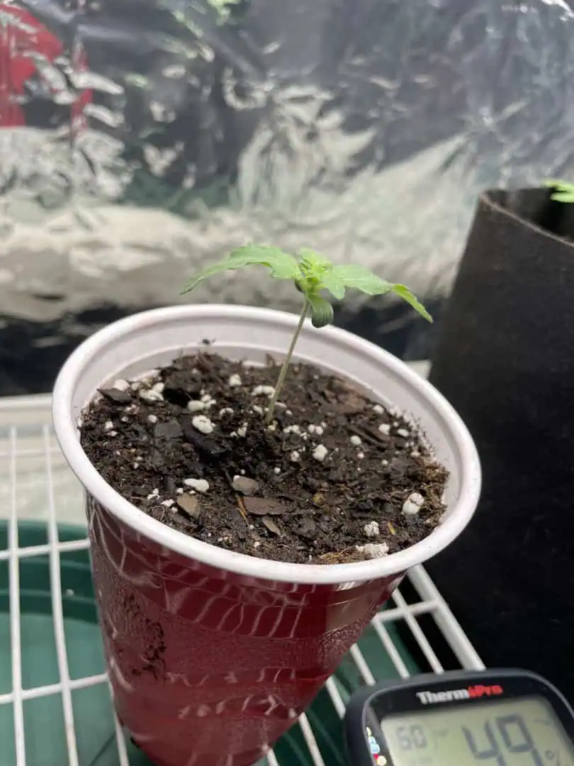 Blue Dream — vegetative, day 7