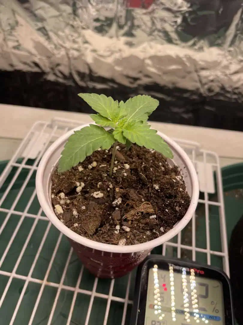 Blue Dream — vegetative, day 9