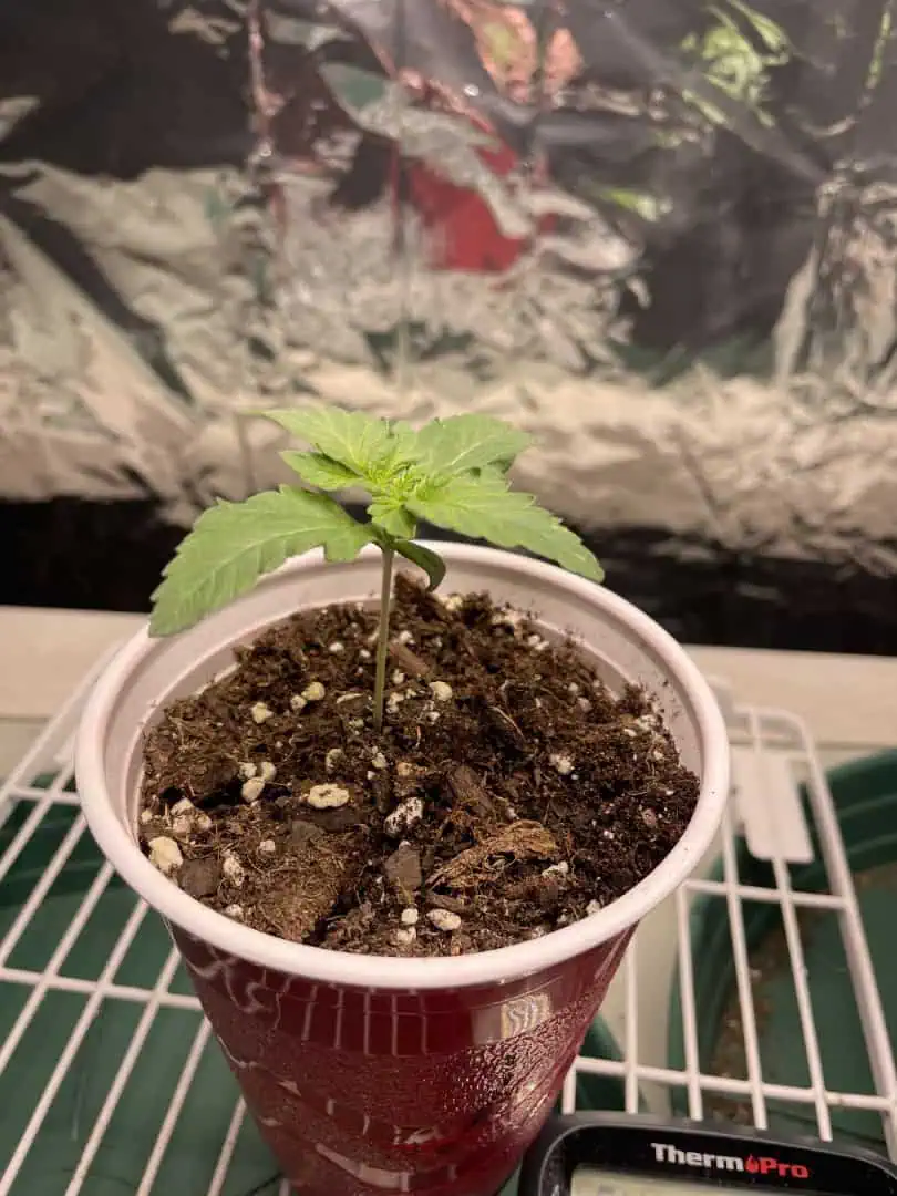 Blue Dream — vegetative, day 9