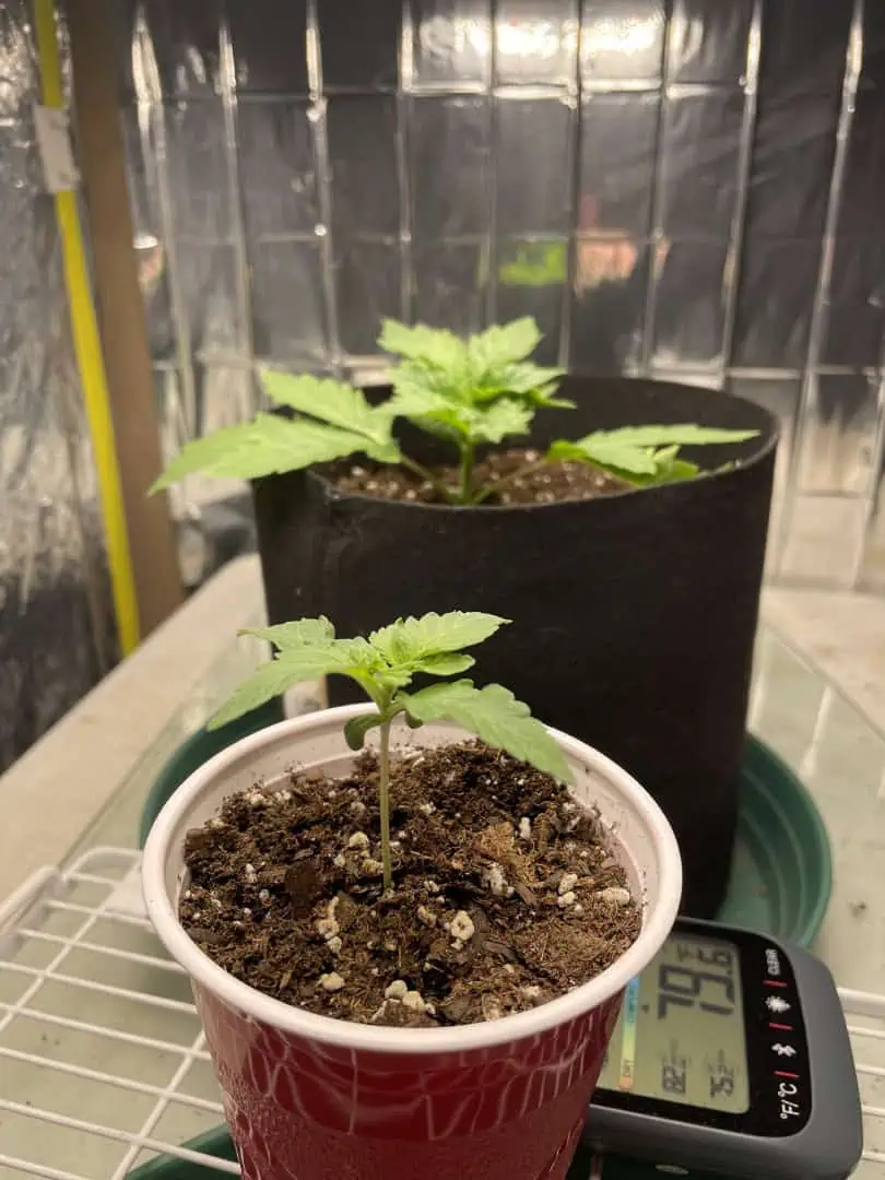 Blue Dream — vegetative, day 9