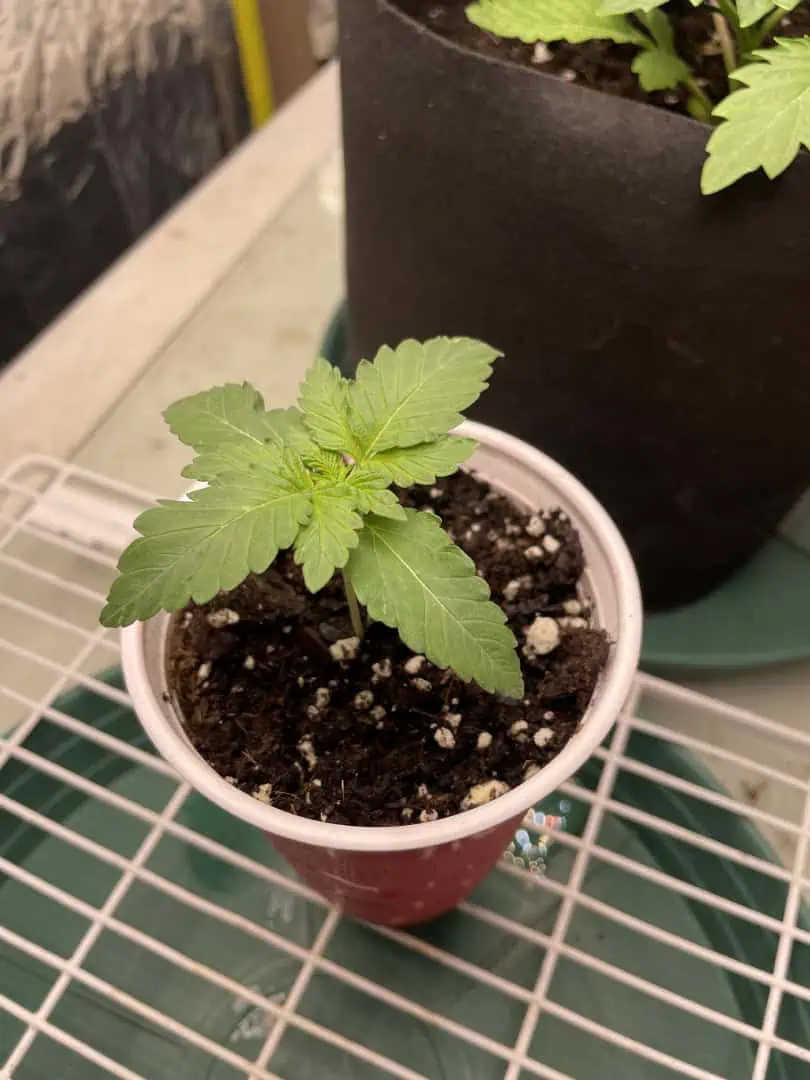 Blue Dream — vegetative, day 10
