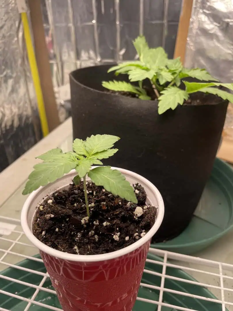 Blue Dream — vegetative, day 10