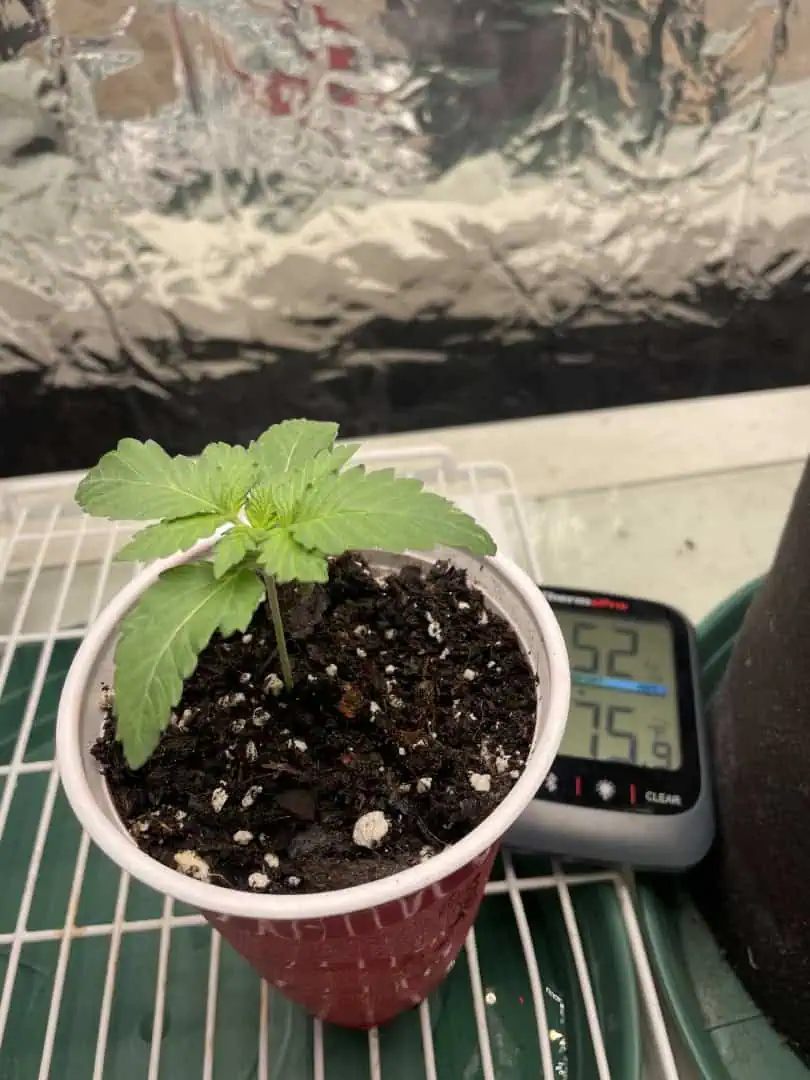 Blue Dream — vegetative, day 10