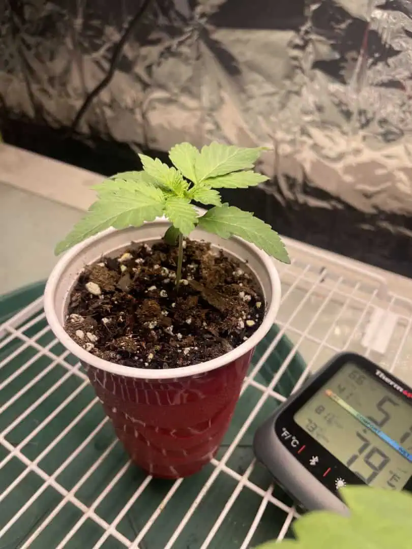 Blue Dream — vegetative, day 11