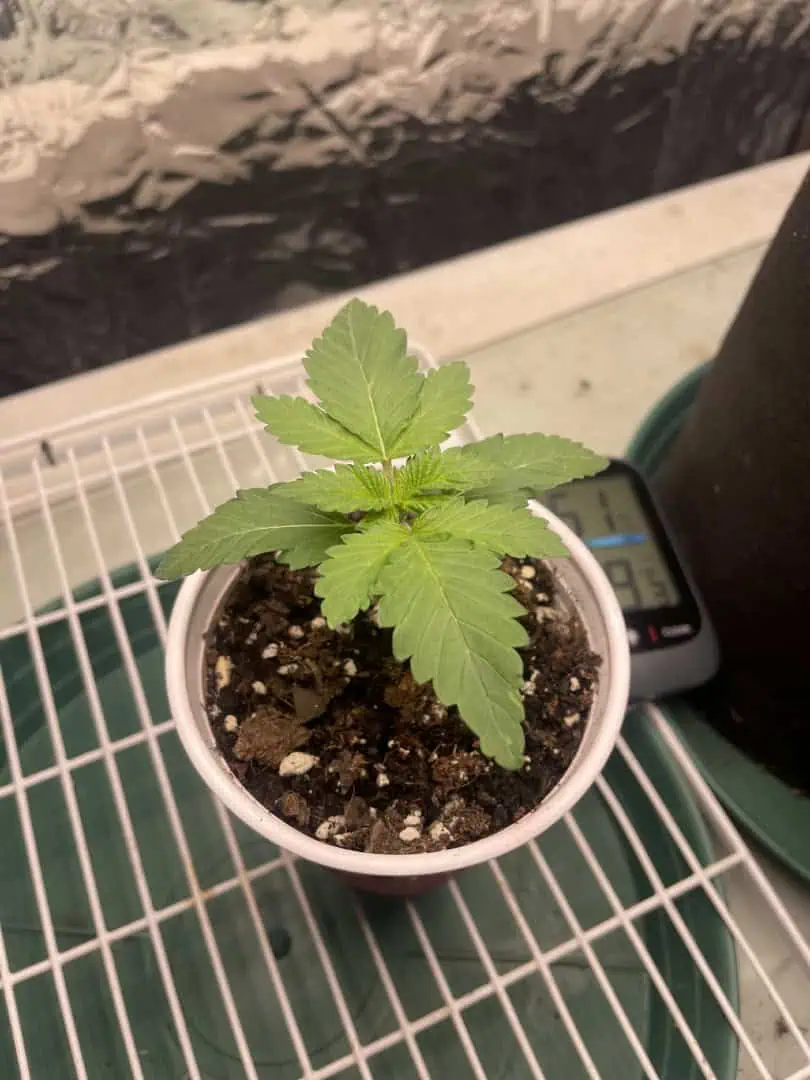 Blue Dream — vegetative, day 11