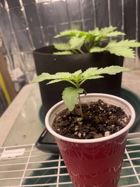 Blue Dream — vegetative, day 11