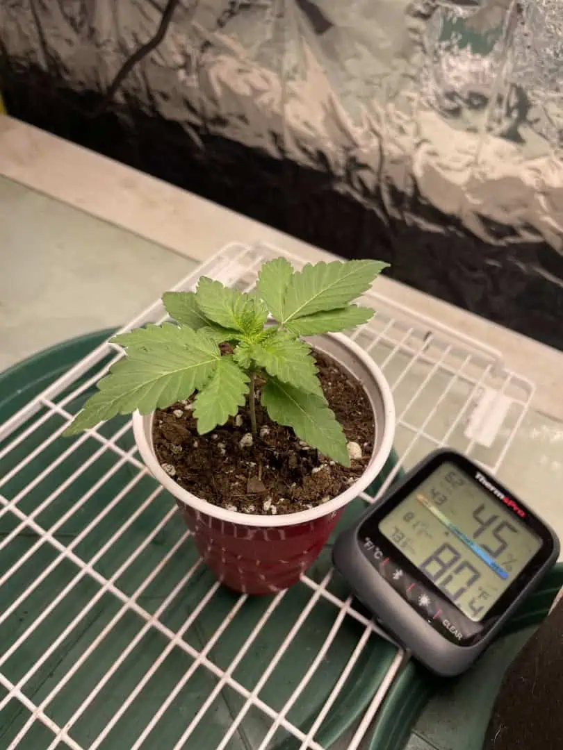 Blue Dream — vegetative, day 12