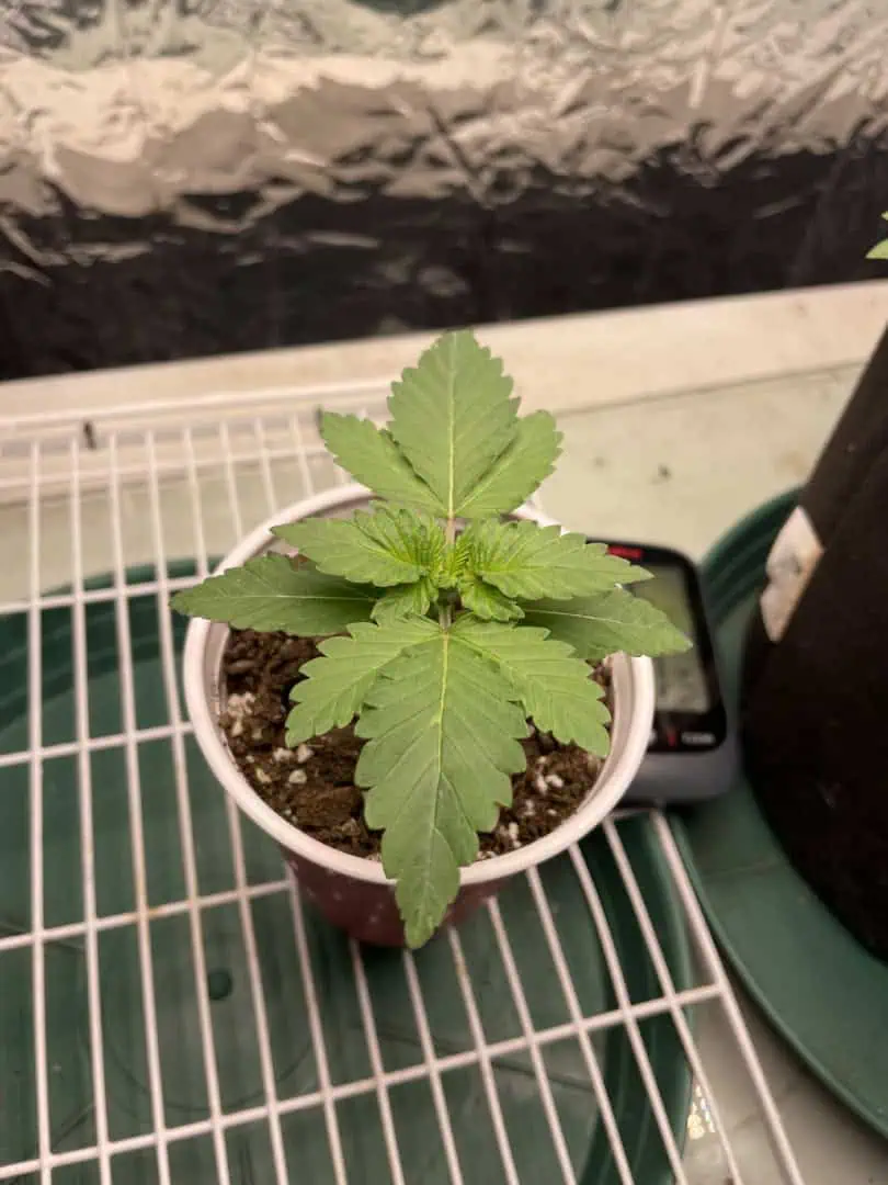 Blue Dream — vegetative, day 12