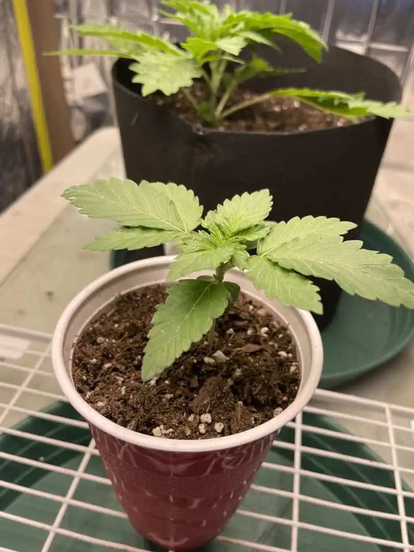 Blue Dream — vegetative, day 12
