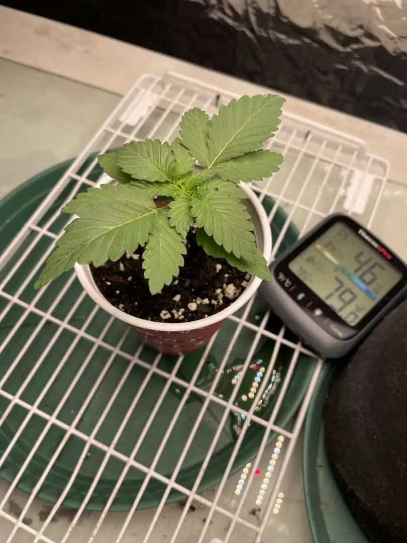 Blue Dream — vegetative, day 13