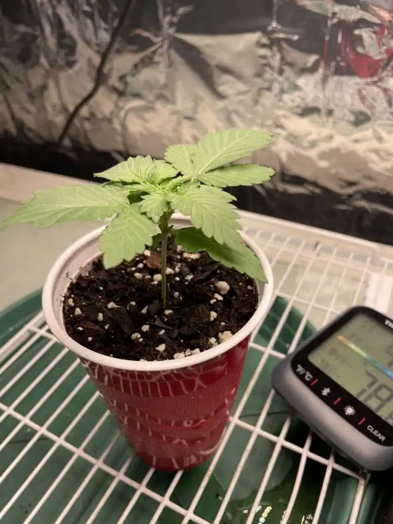 Blue Dream — vegetative, day 13