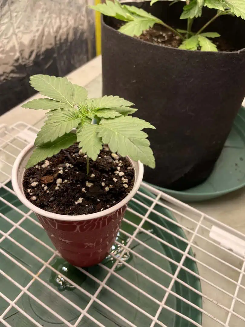 Blue Dream — vegetative, day 13