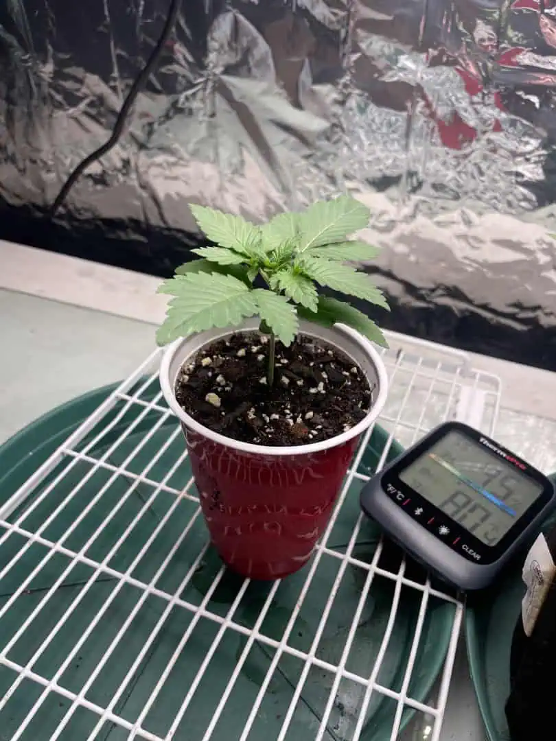 Blue Dream — vegetative, day 14