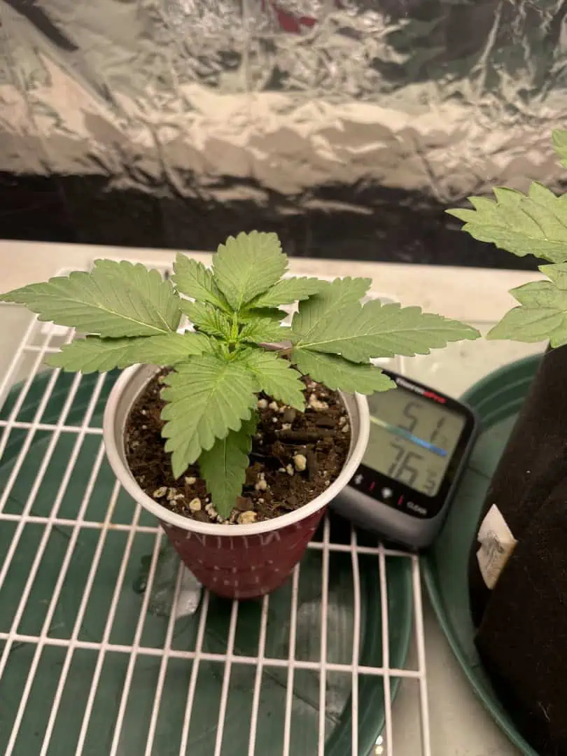 Blue Dream — vegetative, day 14