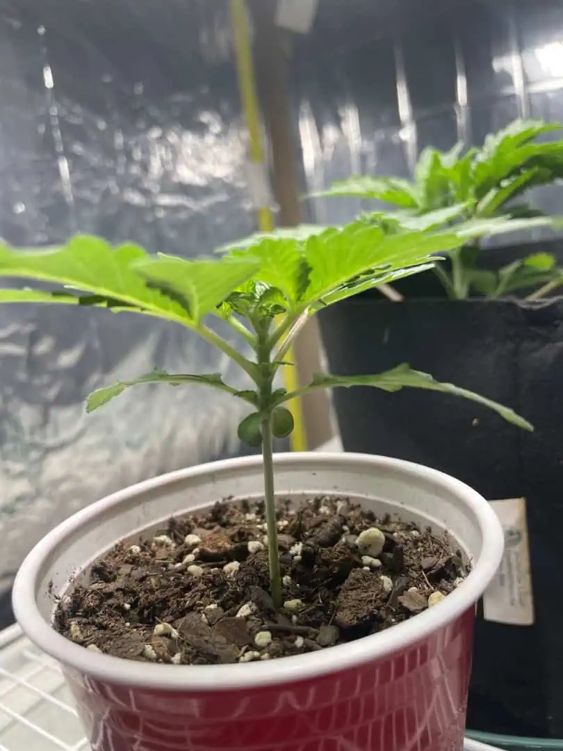 Blue Dream — vegetative, day 14