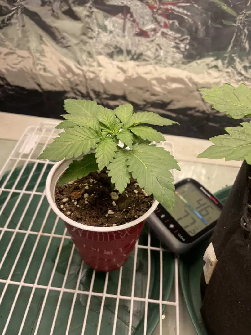 Blue Dream — vegetative, day 15