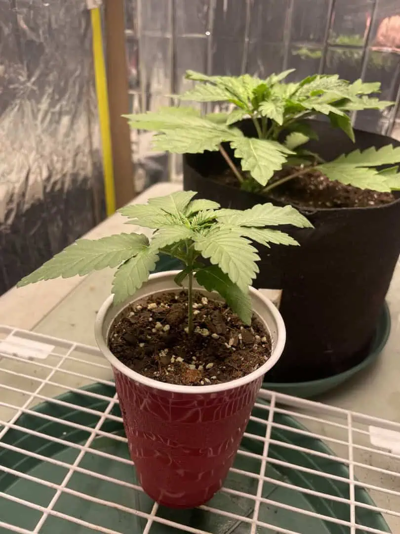 Blue Dream — vegetative, day 15