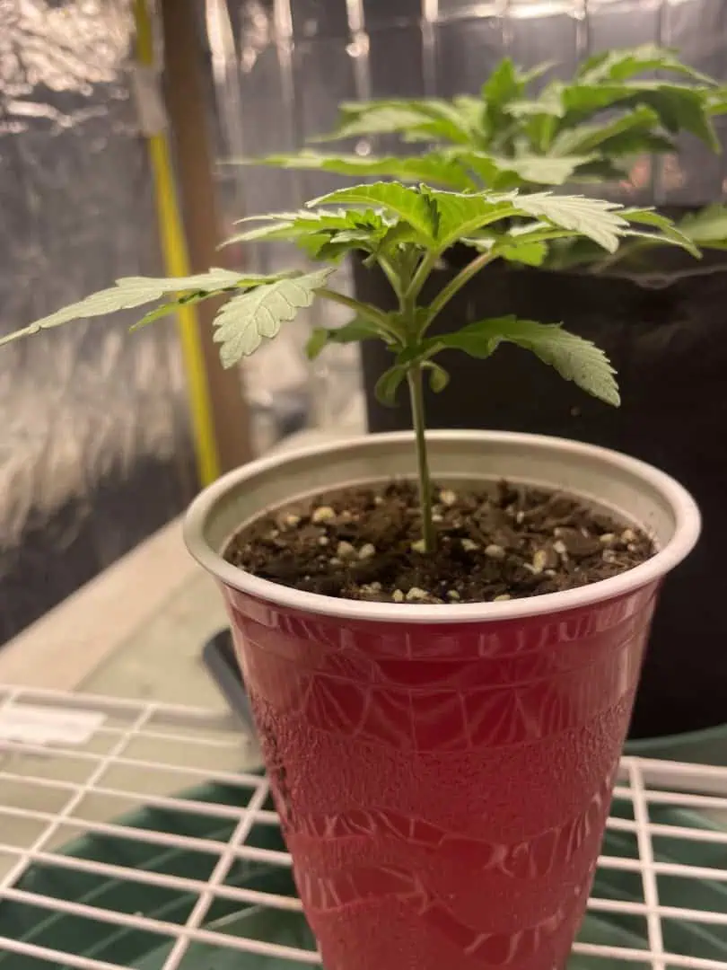 Blue Dream — vegetative, day 15