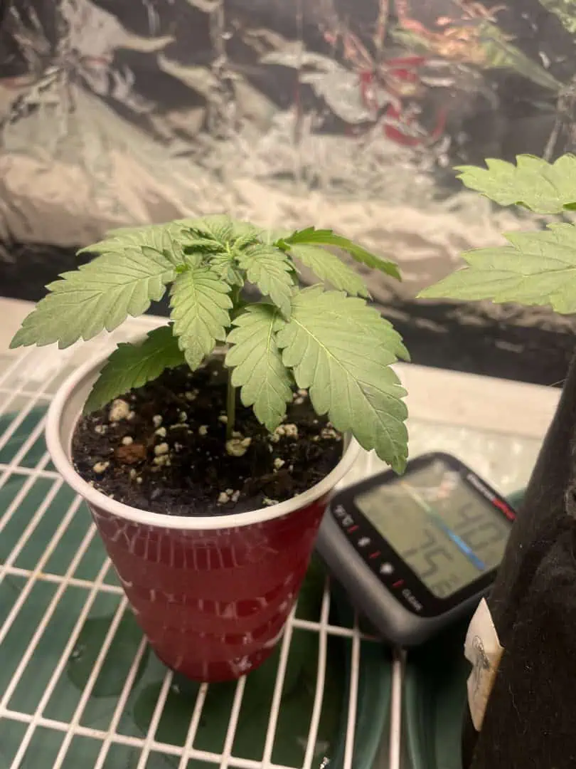 Blue Dream — vegetative, day 16