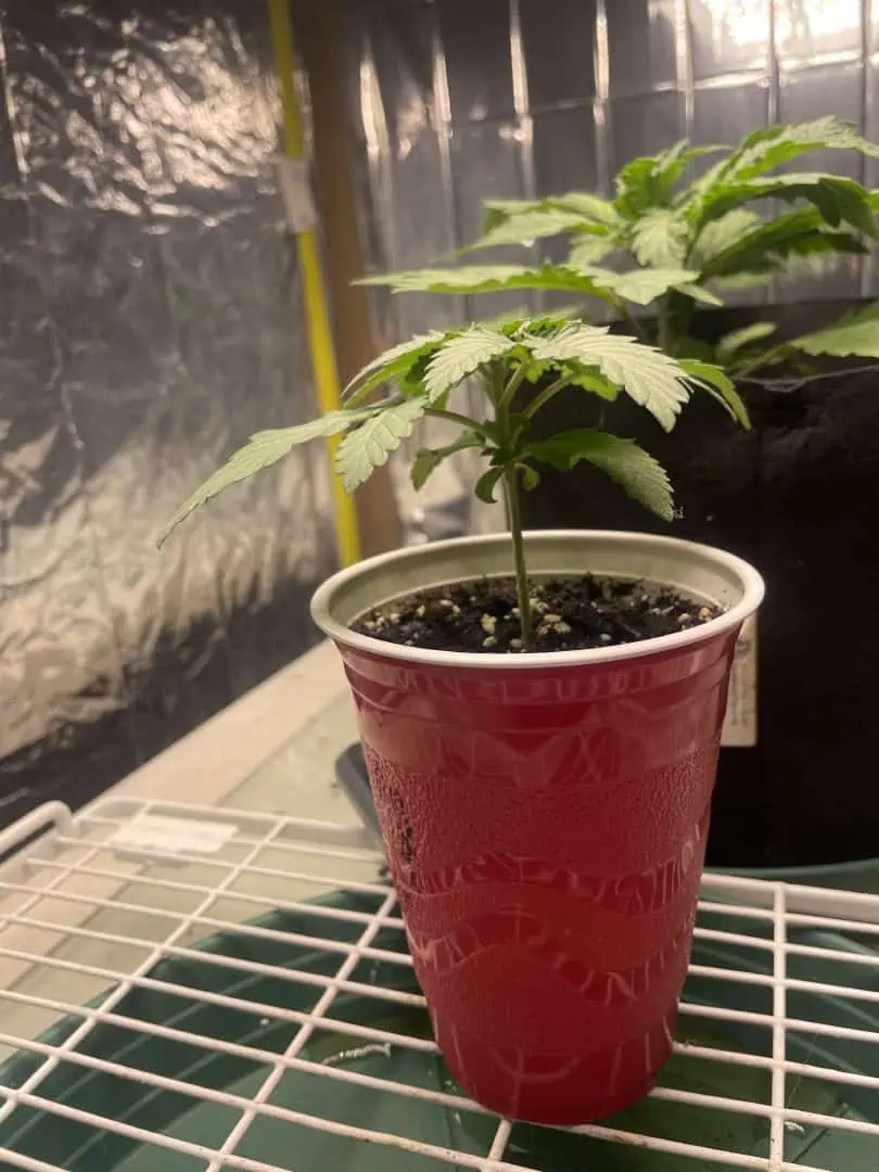Blue Dream — vegetative, day 16
