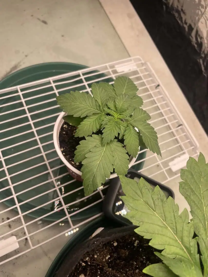 Blue Dream — vegetative, day 16