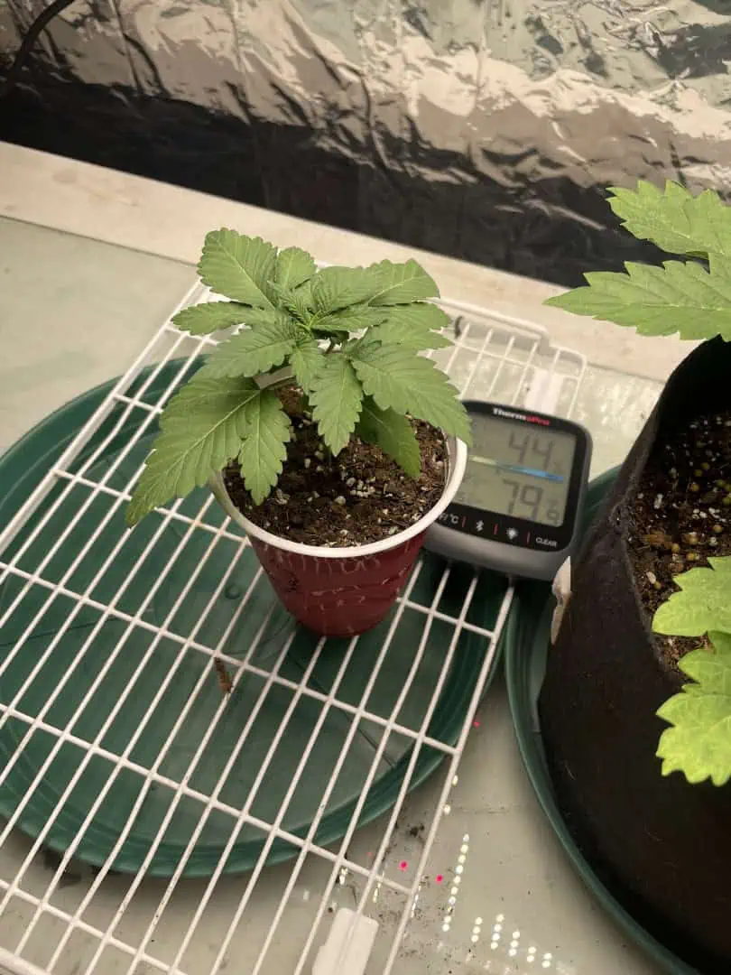 Blue Dream — vegetative, day 17
