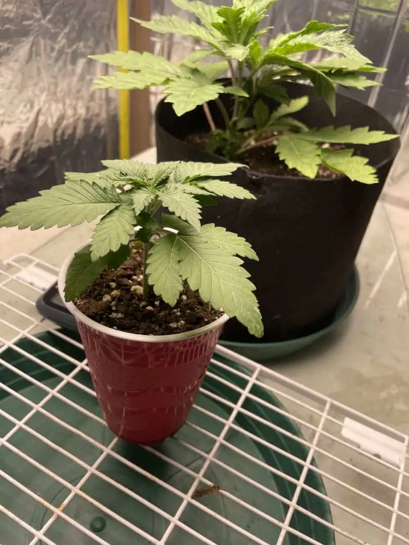 Blue Dream — vegetative, day 17