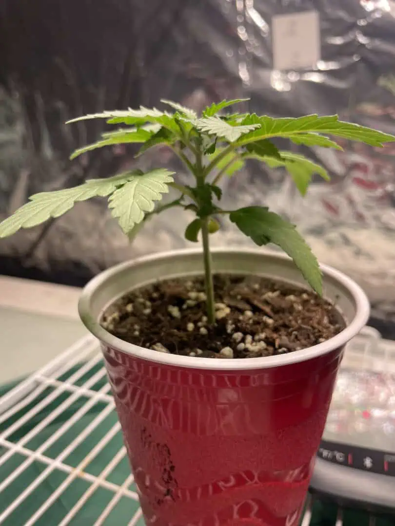 Blue Dream — vegetative, day 17