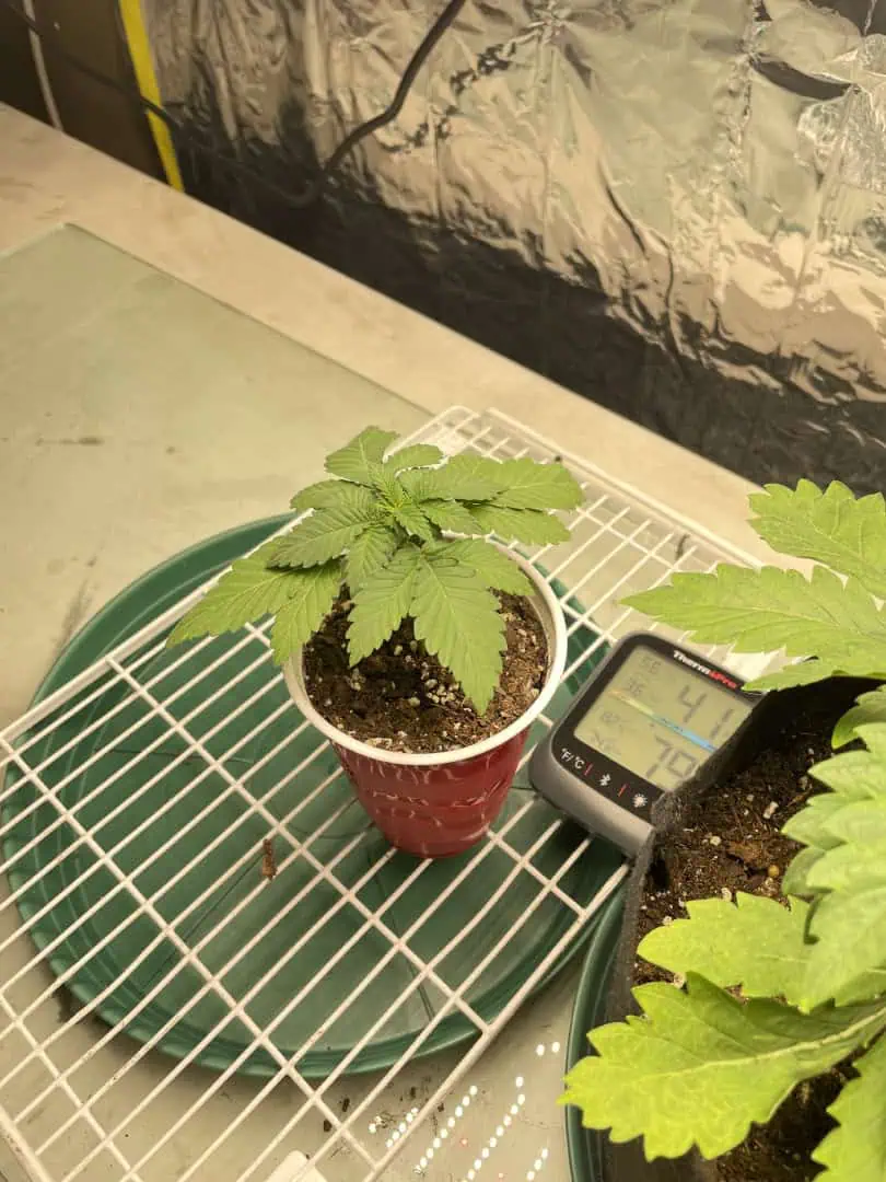 Blue Dream — vegetative, day 18
