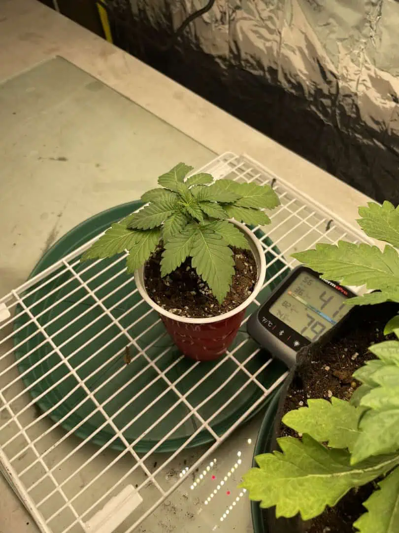 Blue Dream — vegetative, day 18