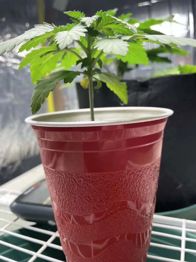 Blue Dream — vegetative, day 18