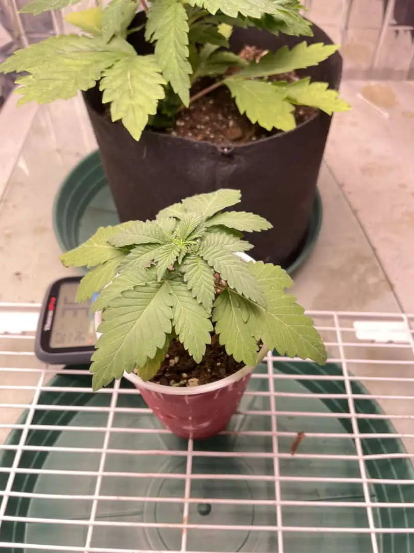 Blue Dream — vegetative, day 19