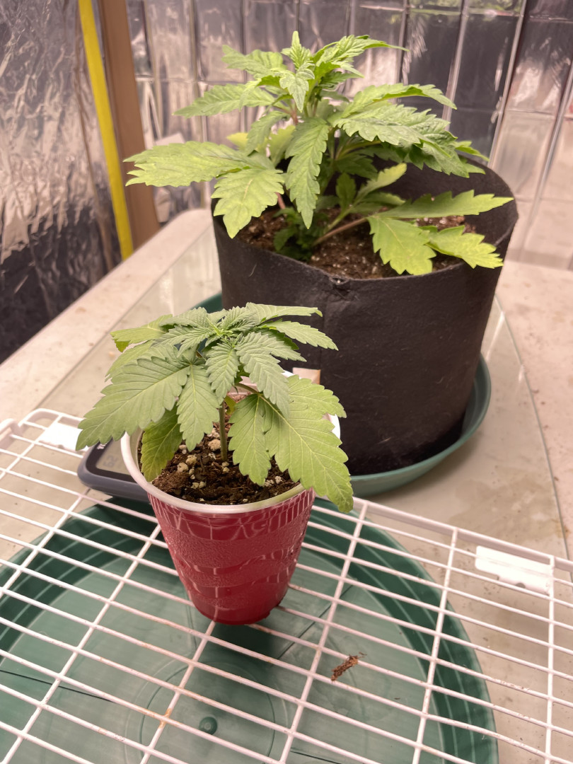 Blue Dream — vegetative, day 19