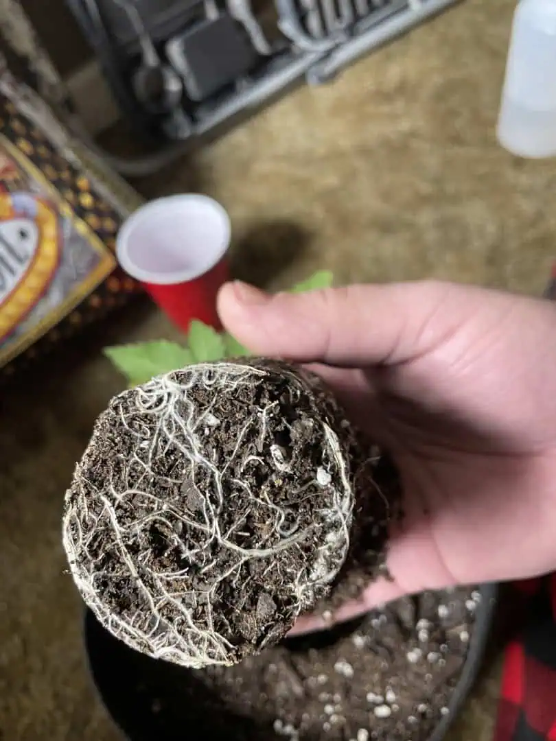 Blue Dream — vegetative, day 19