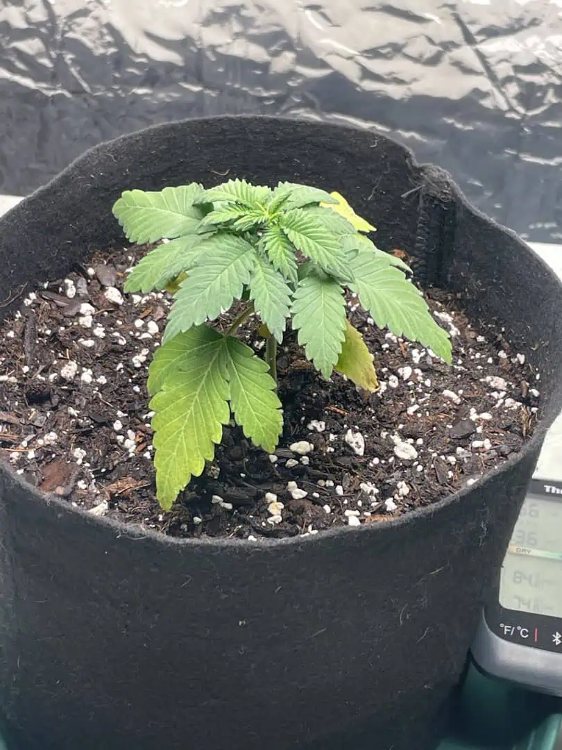Blue Dream — vegetative, day 22