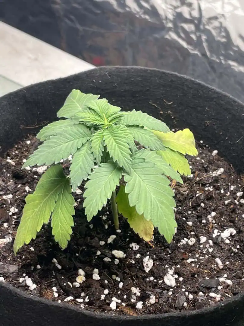 Blue Dream — vegetative, day 22