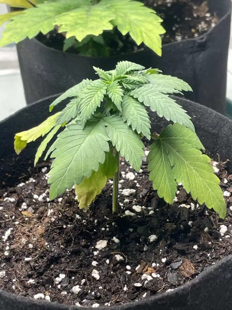 Blue Dream — vegetative, day 22