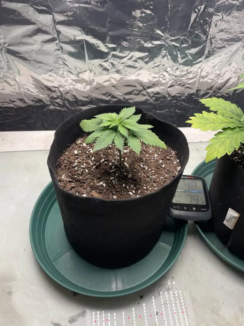 Blue Dream — vegetative, day 23