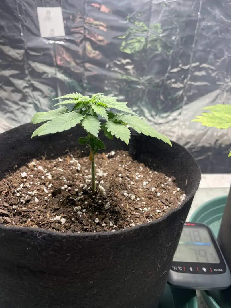 Blue Dream — vegetative, day 23