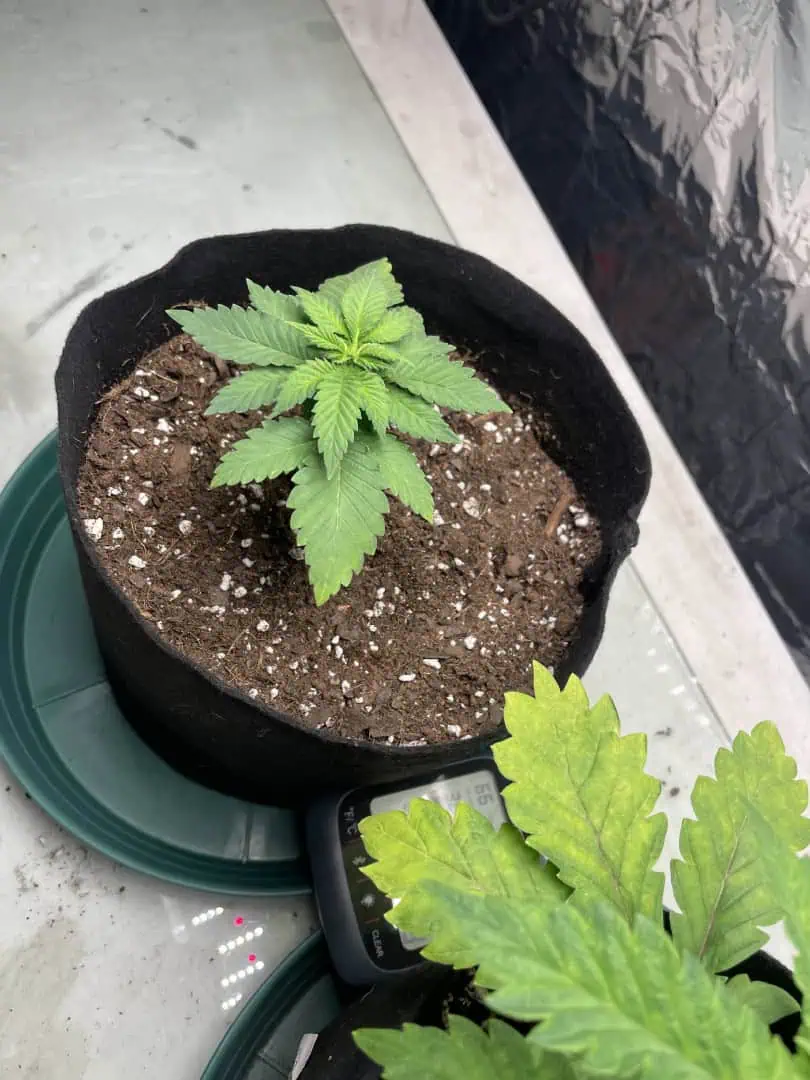 Blue Dream — vegetative, day 23