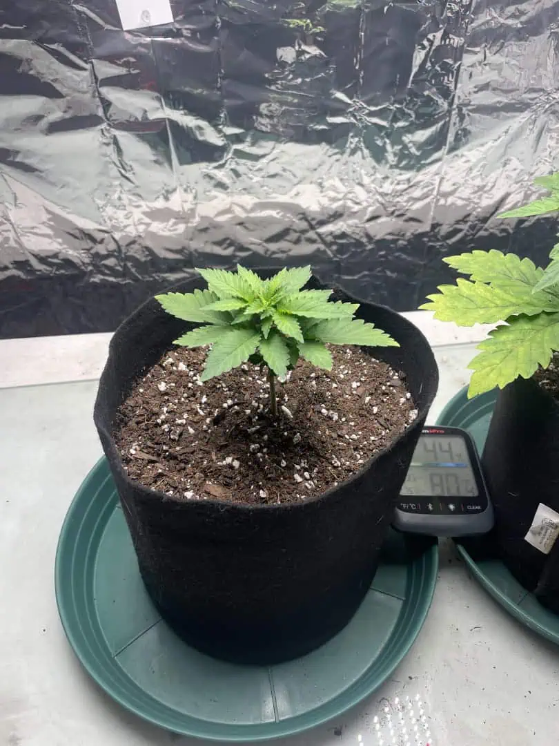 Blue Dream — vegetative, day 24