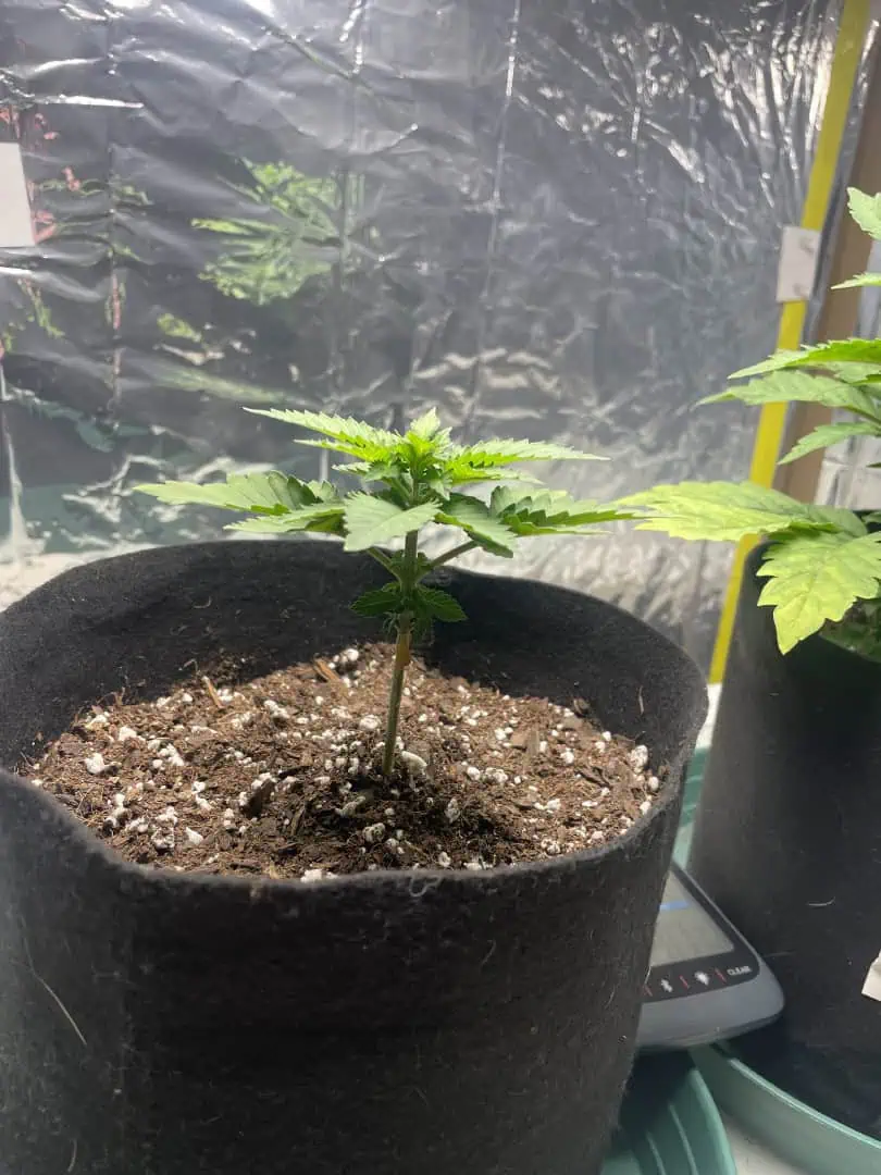 Blue Dream — vegetative, day 24