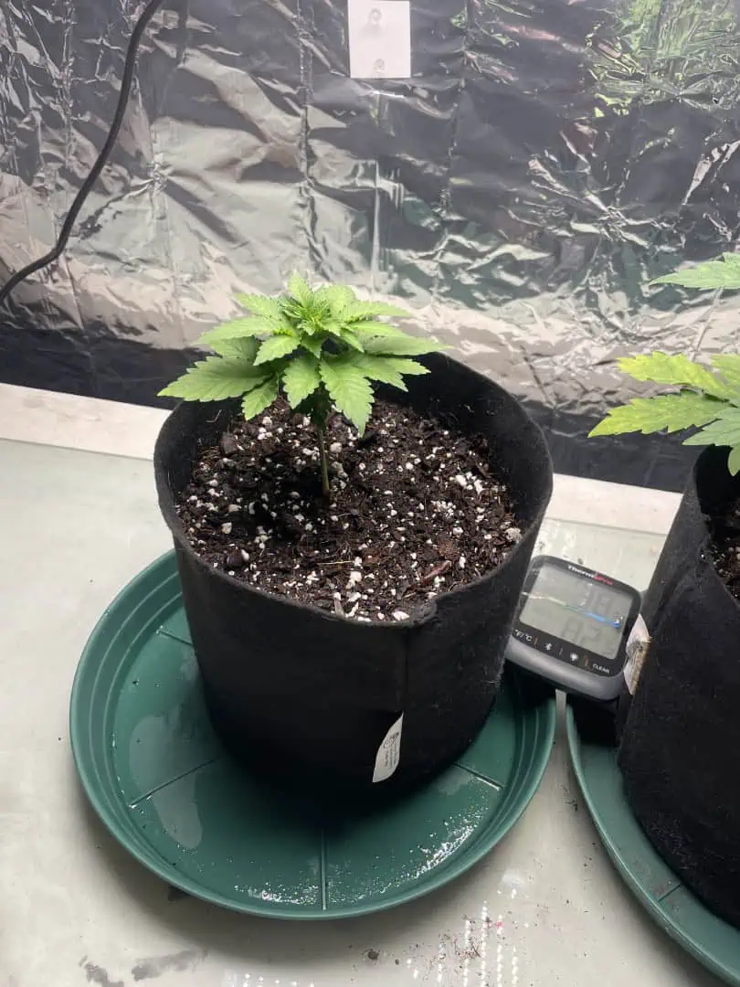 Blue Dream — vegetative, day 25