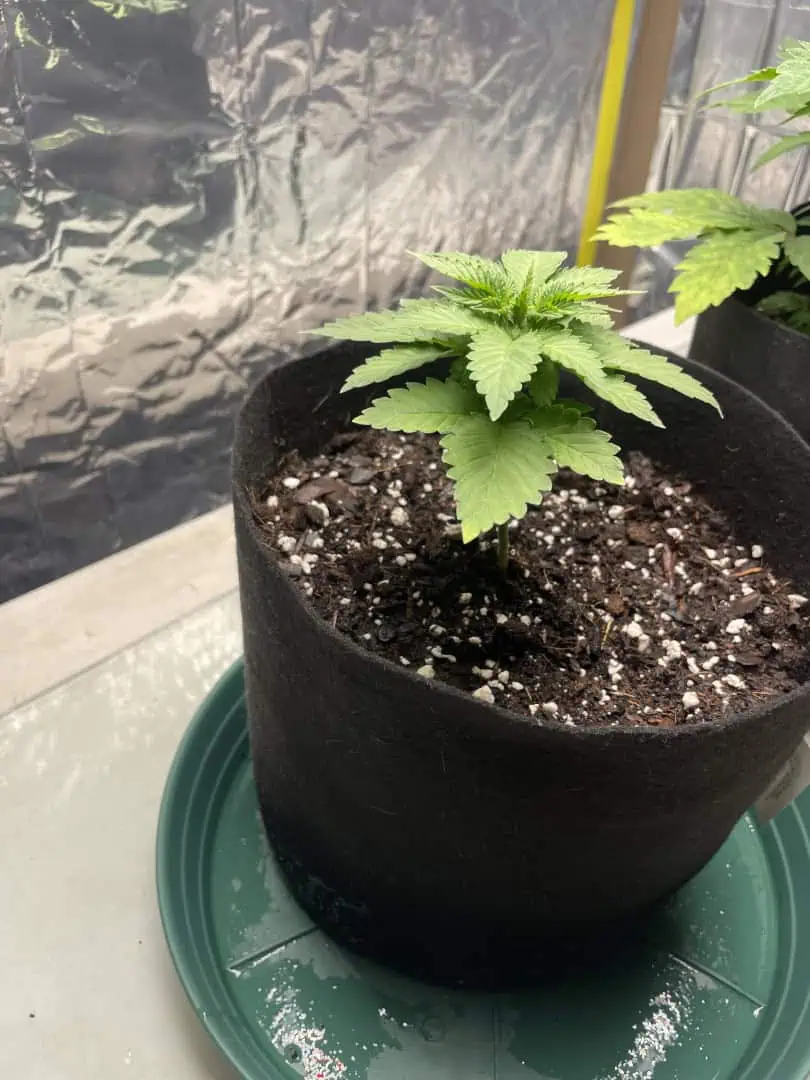 Blue Dream — vegetative, day 25