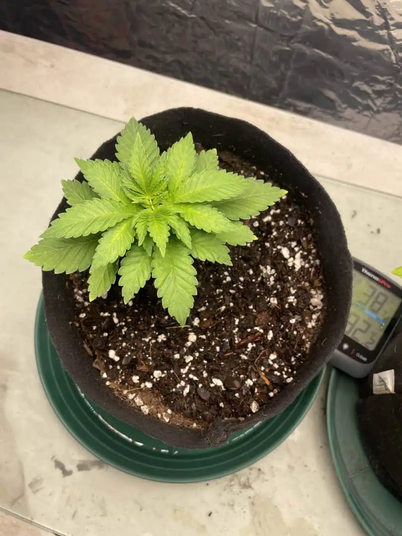 Blue Dream — vegetative, day 25
