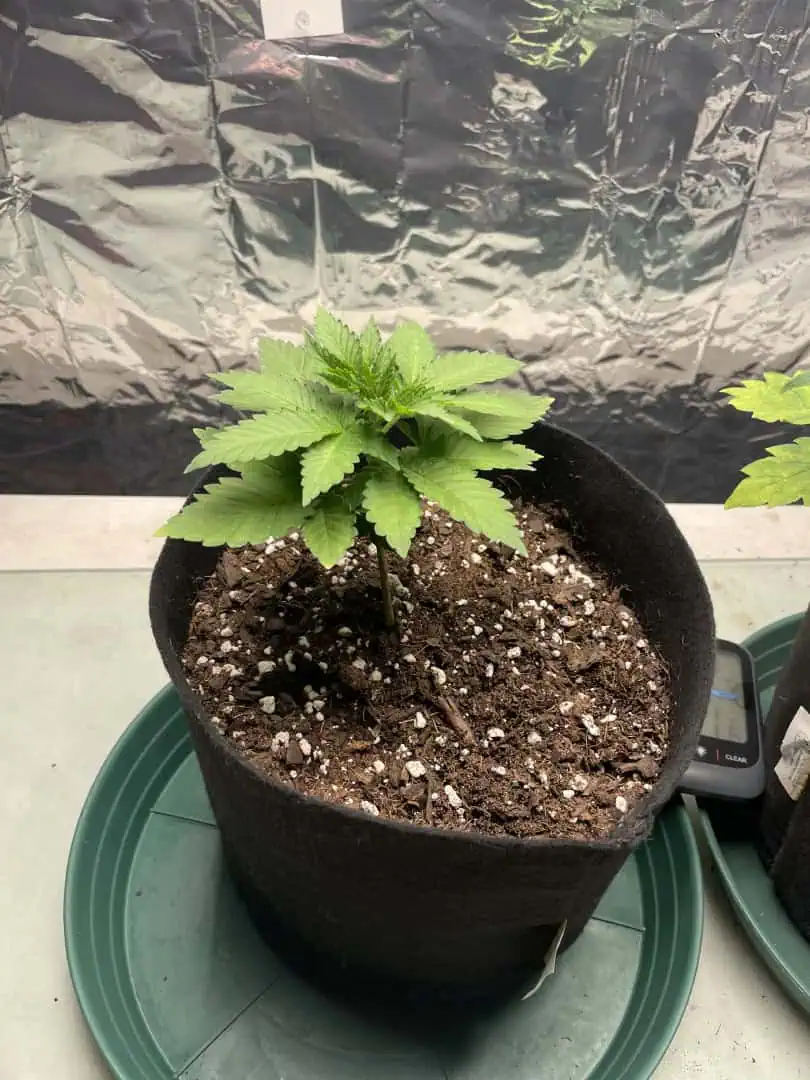 Blue Dream — vegetative, day 26